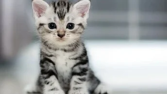 Katten-Namen-Vrouwtje