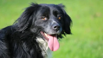 Markiesje-hond-benner-scaled