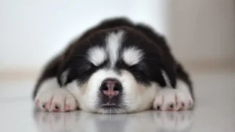 Puppy-Nacht-Doorslapen