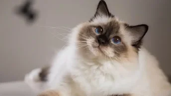 Vacht-Van-Kat-Staat-Open