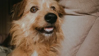 hollandse-smoushond-hond-scaled