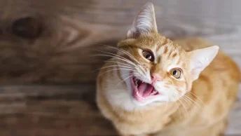 resized-image-Promo-24