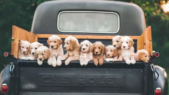 tot-wanneer-groeit-een-hond