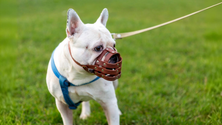 De 7 Beste Honden Muilkorven van 2026