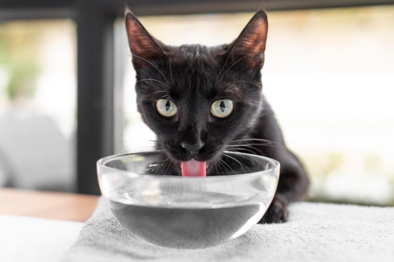 De 7 Beste Kattenfonteinen van 2026