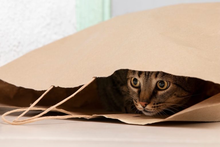 De 7 Beste Kattenhuizen van 2026