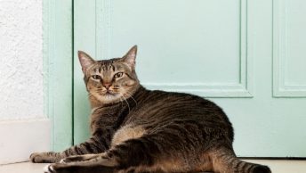 Kattenluiken_featured-image