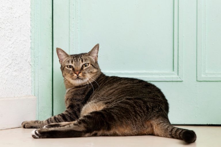 De 7 Beste Kattenluiken van 2026