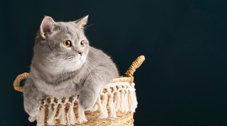 De 7 Beste Design Kattenbakken van 2026