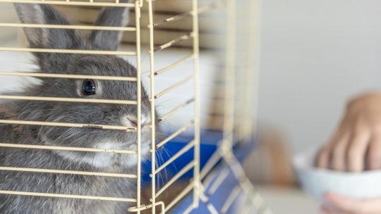 cavia-kooien-featured-image