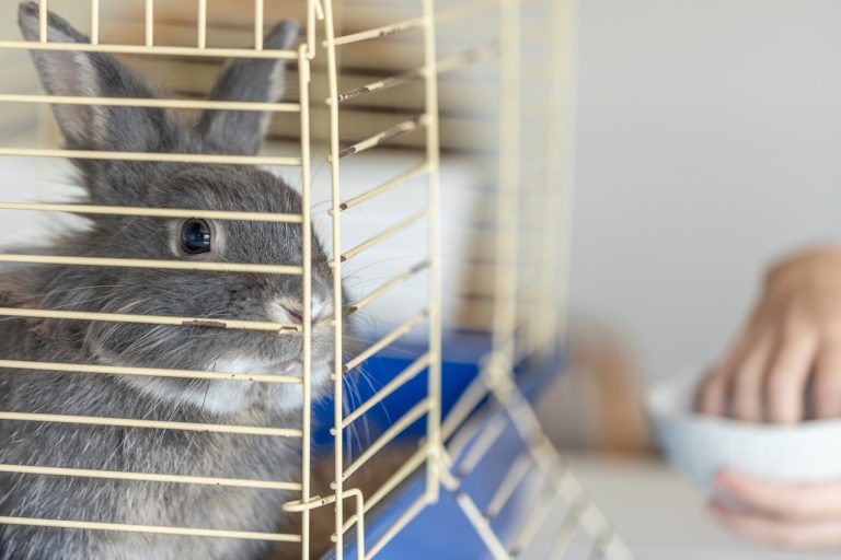 De 7 Beste Cavia Kooien van 2026
