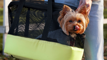 Autostoelen Voor Jouw Hond