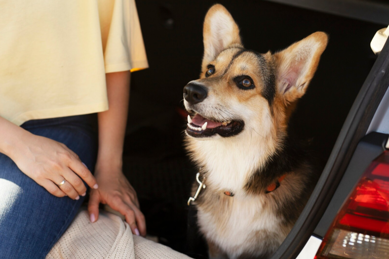 De 7 Beste Honden Autogordels van 2026