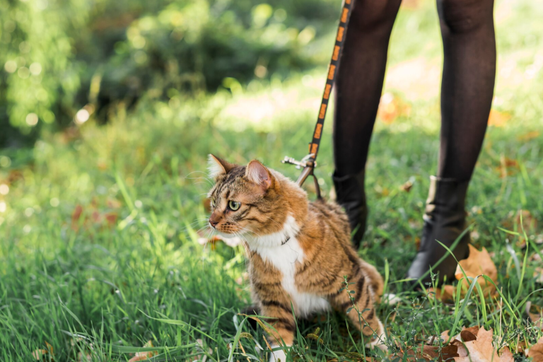 De 7 Beste Kattentuigjes van 2026