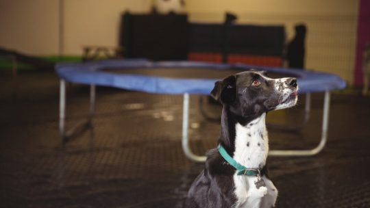 hondenstretcher-featured-image