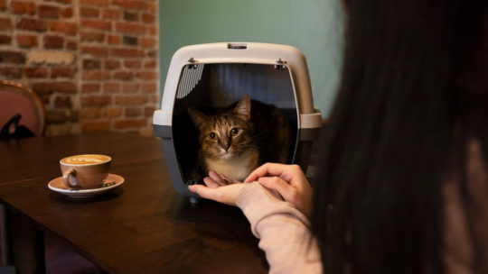 kattenbak-featured-image