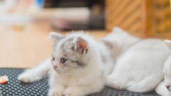 kattenbak-mat-featured-image