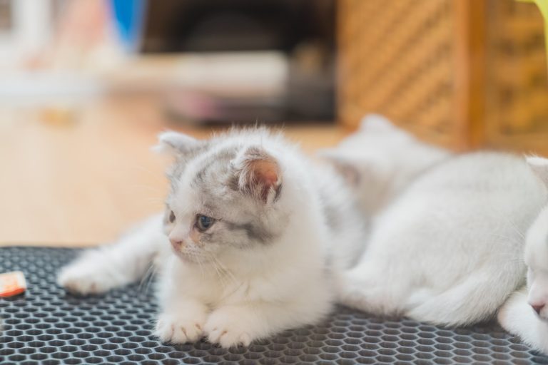 De 6 Beste Kattenbak Matten van 2026