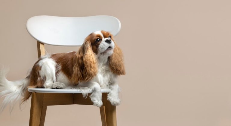 De 8 Beste Hondentrappen van 2026