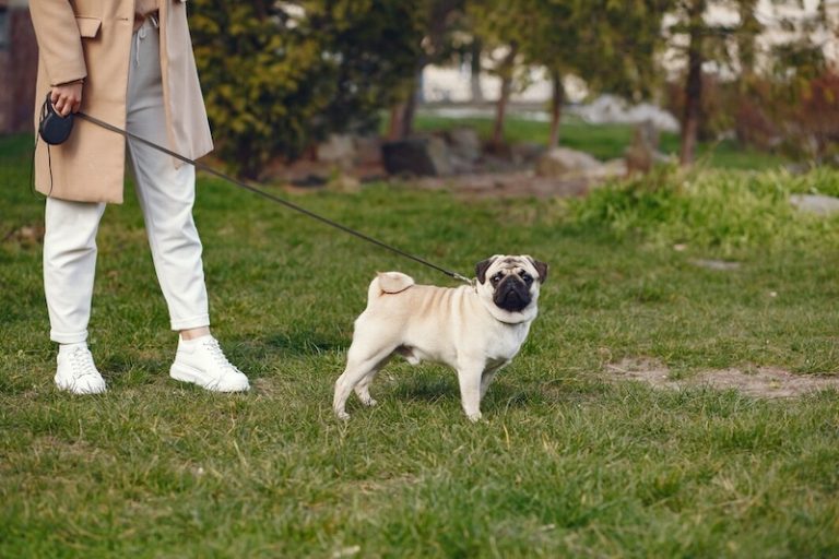 De beste rollijn voor je hond van 2026