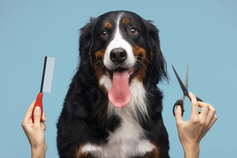 De 7 Beste Tondeuses voor Honden van 2026