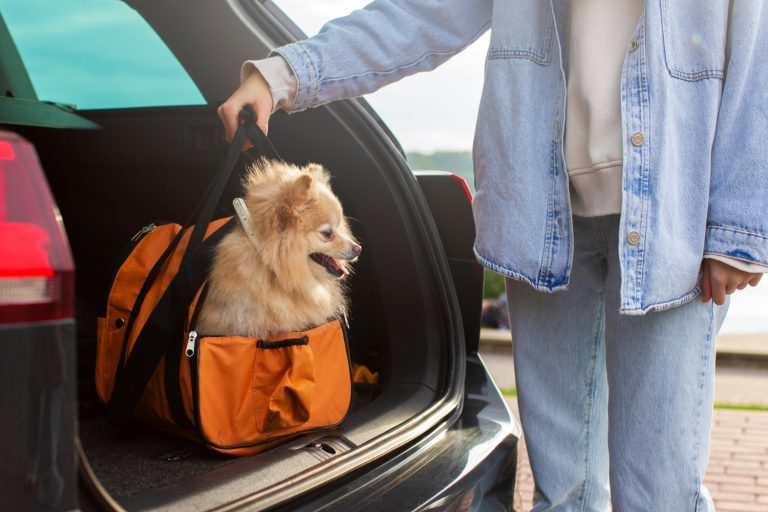 De 7 Beste Autostoelen Voor Je Hond van 2026