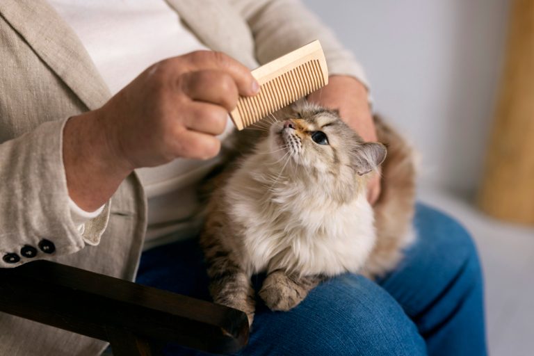 De 6 Beste Vlooienbanden Voor Katten van 2026