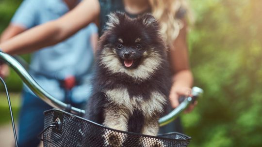 Beste Hondenfietsmanden