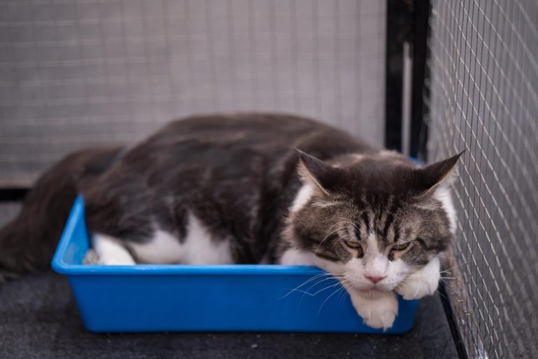 De 4 Beste Kattenbak Ombouwen van 2026