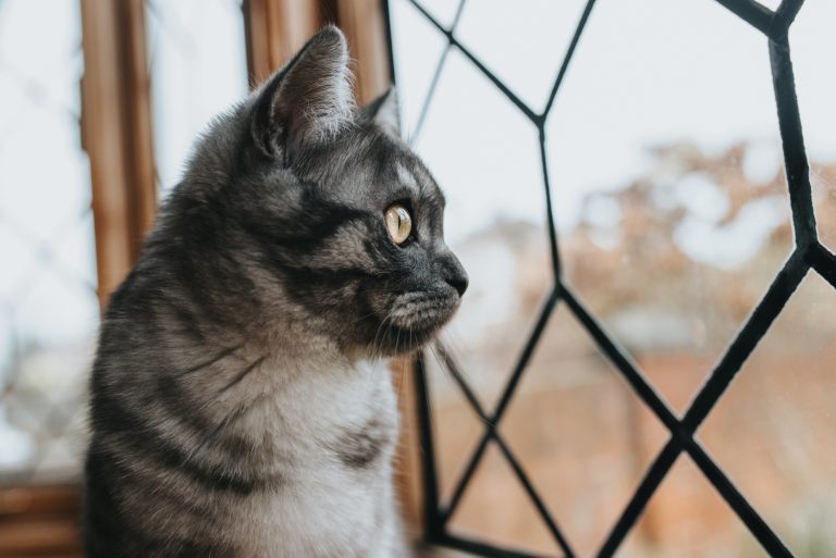 De 4 Beste Kattennetten van 2026